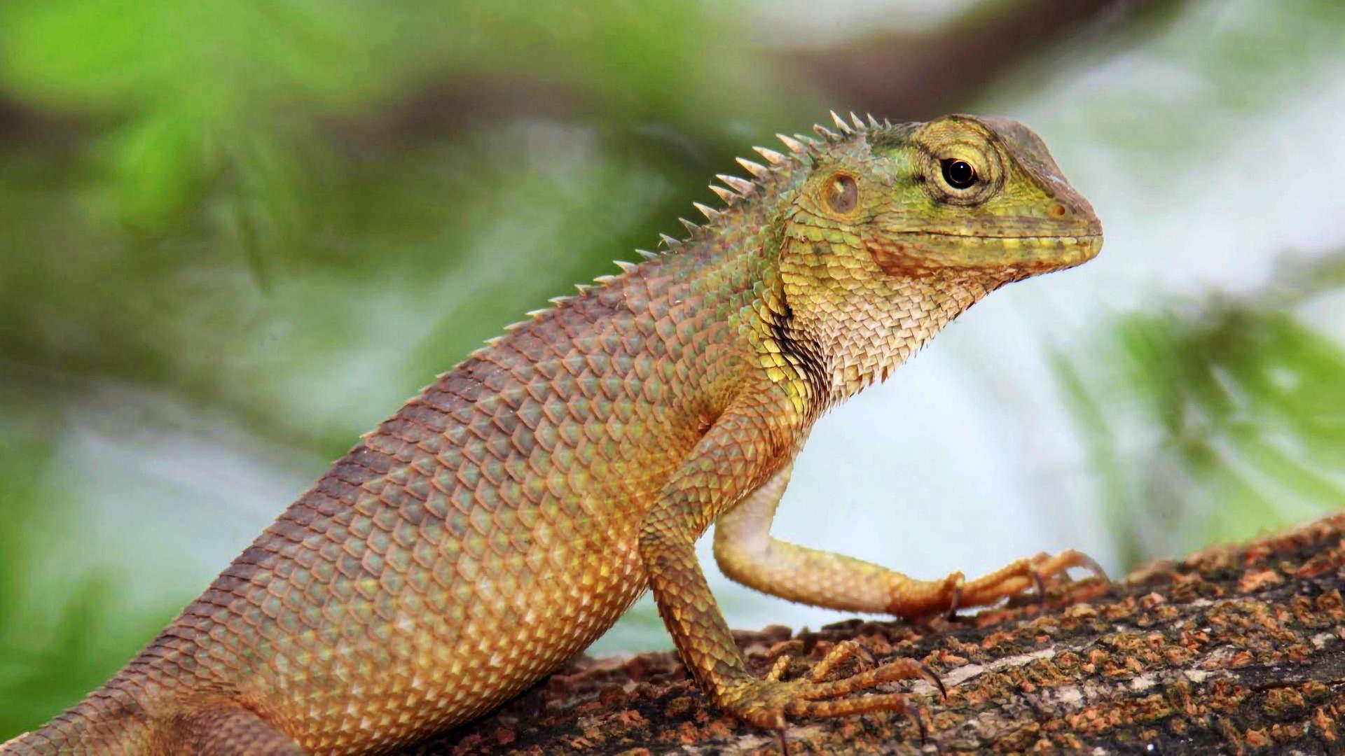 Ein Calotes versicolor, Vashi, Mumbai, Indien, auf einem Ast sitzend.