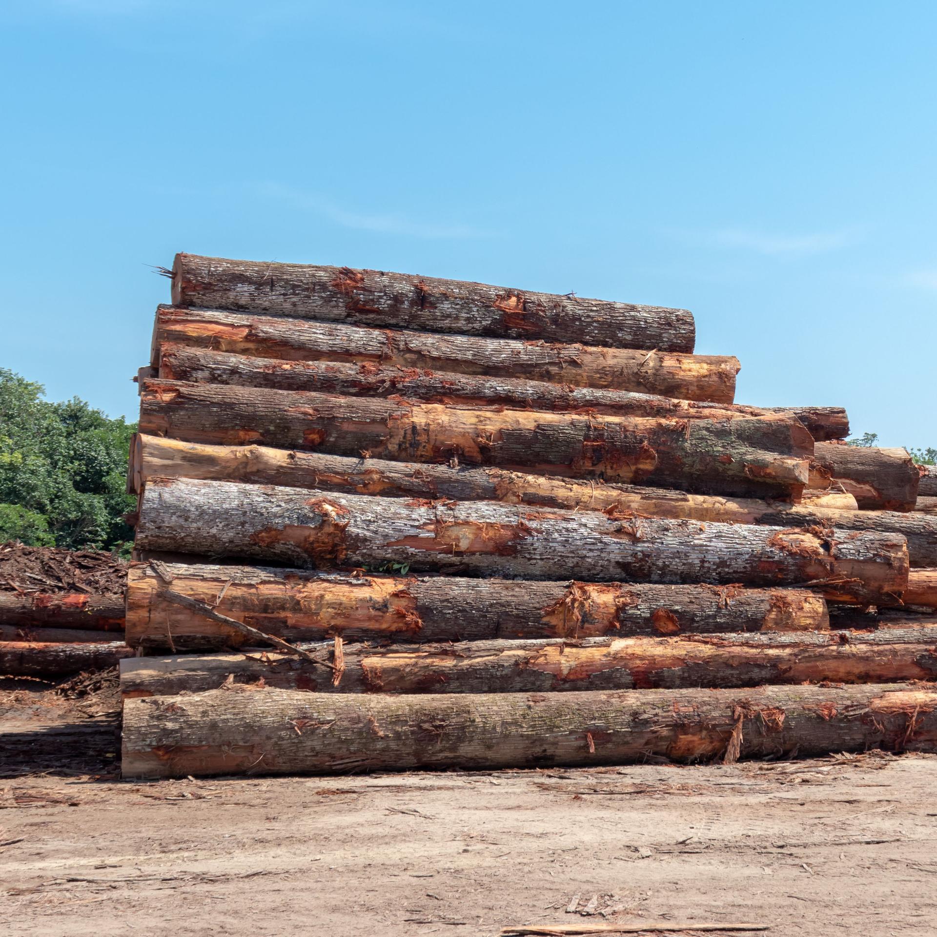 Abgesägte Baumstämme im Amazonas-Regenwald in Brasilien. Die Stämme liegen gestalpelt auf einer gerodeten Lichtung. 