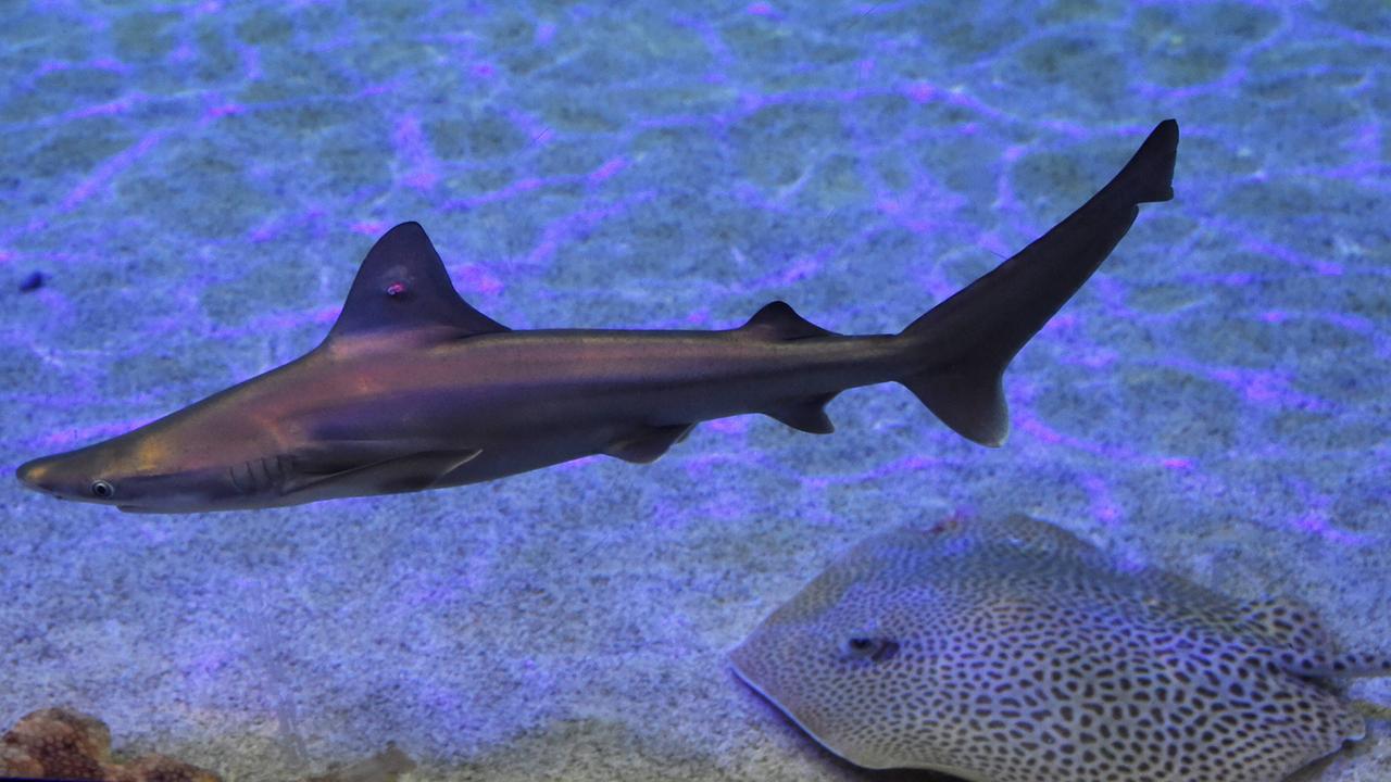 Ein Hai und ein Rochen schwimmen nebeneinander.