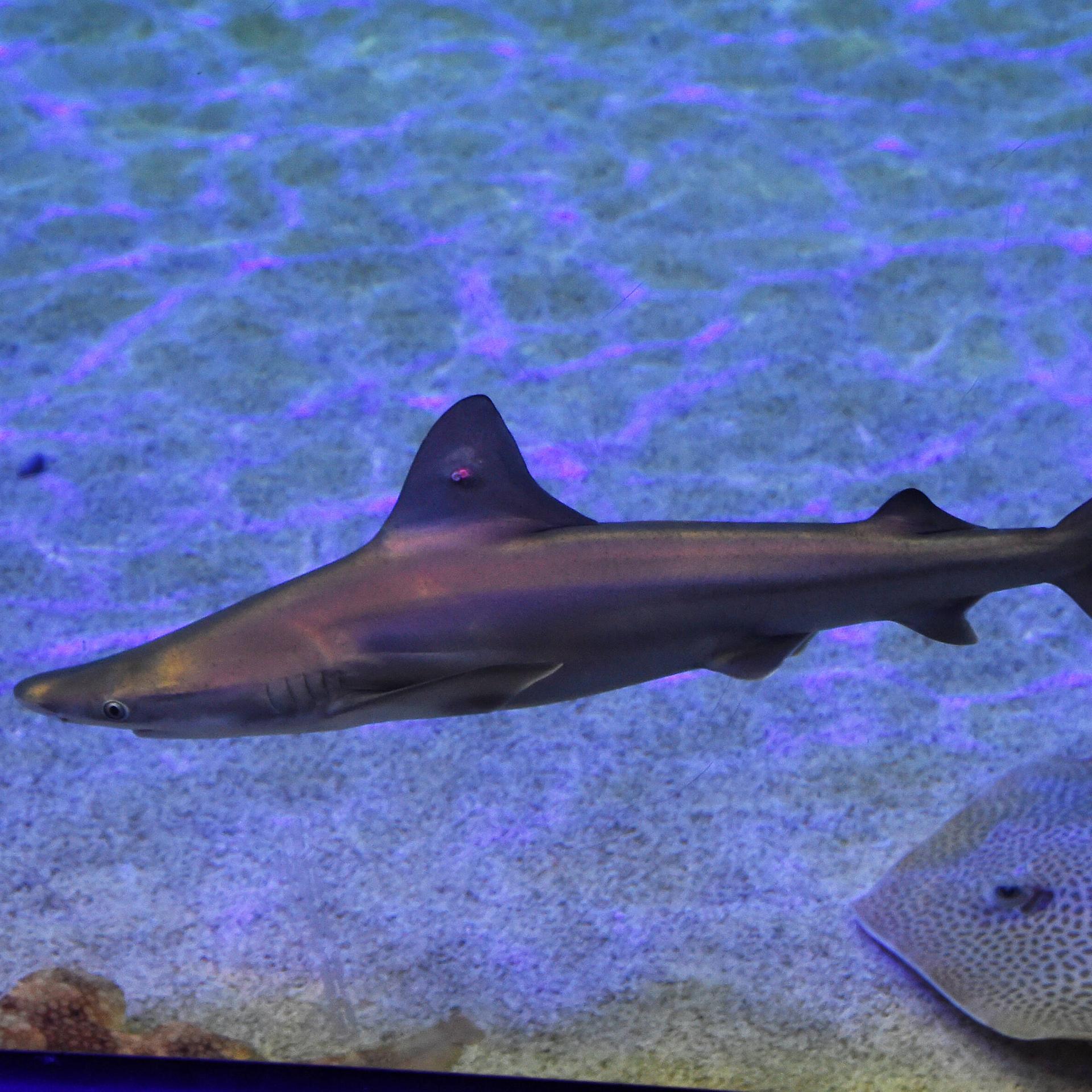 Artenschutzkonferenz - Tierschützer sprechen von einem "historischen Sieg für Haie"