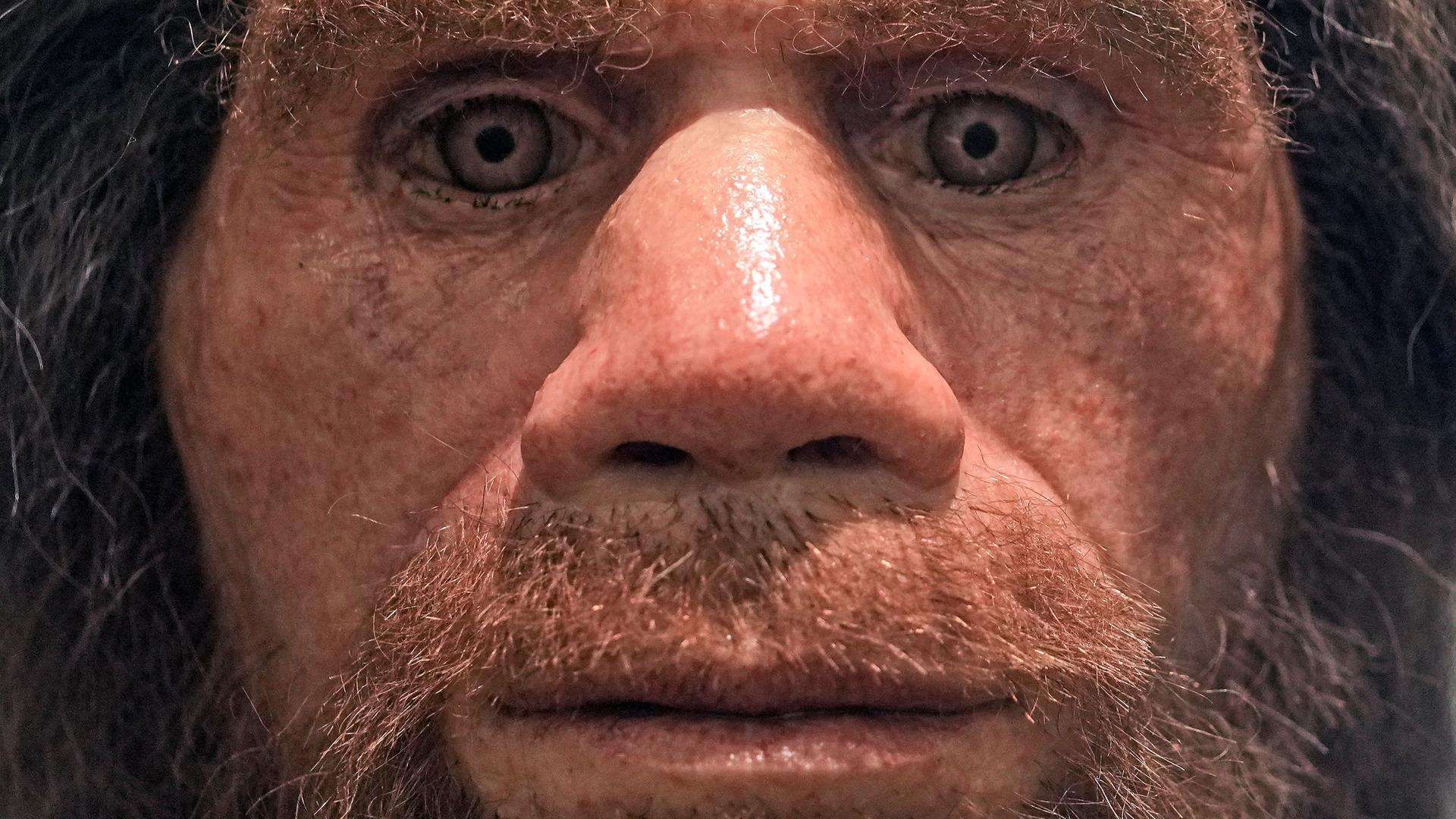 Eine Nachbildung eines Neandertalers (Homo sapiens neanderthalensis) ist im Höhlenmuseum in Iserlohn, Deutschland, am Freitag, 11. März 2022, zu sehen.