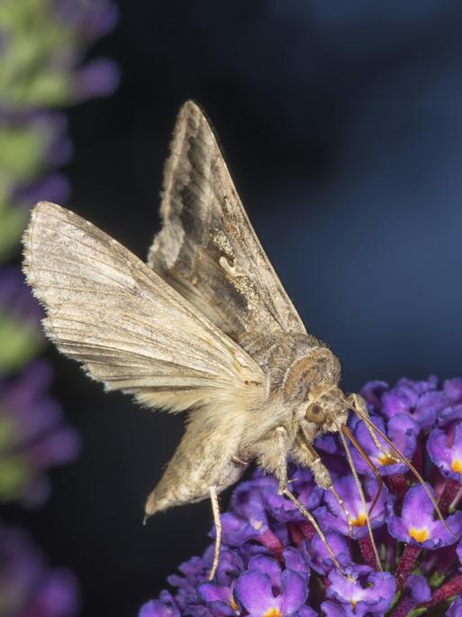 Ein Nachtfalter der Art Gamma-Eule sitzt auf lila Blüten vor dunklem Hintergrund.