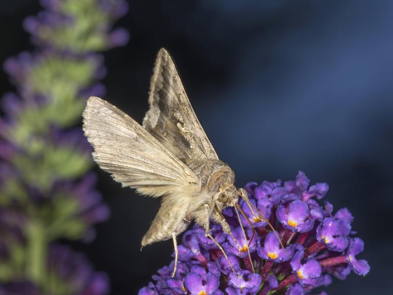 Ein Nachtfalter der Art Gamma-Eule sitzt auf lila Blüten vor dunklem Hintergrund.