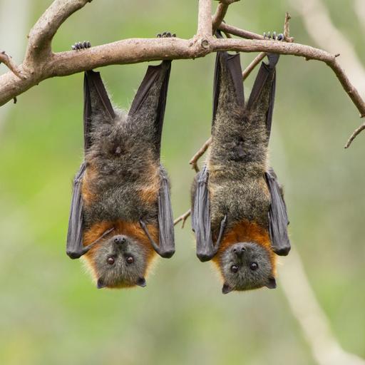 Nahaufnahme von zwei Fruchtfledermäusen, die kopfüber in einem Baum hängen. Australien.