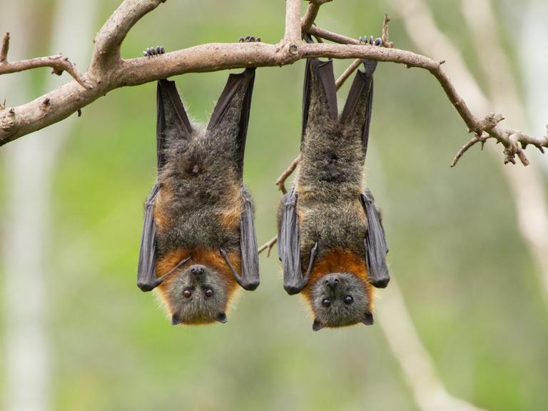 Nahaufnahme von zwei Fruchtfledermäusen, die kopfüber in einem Baum hängen. Australien.