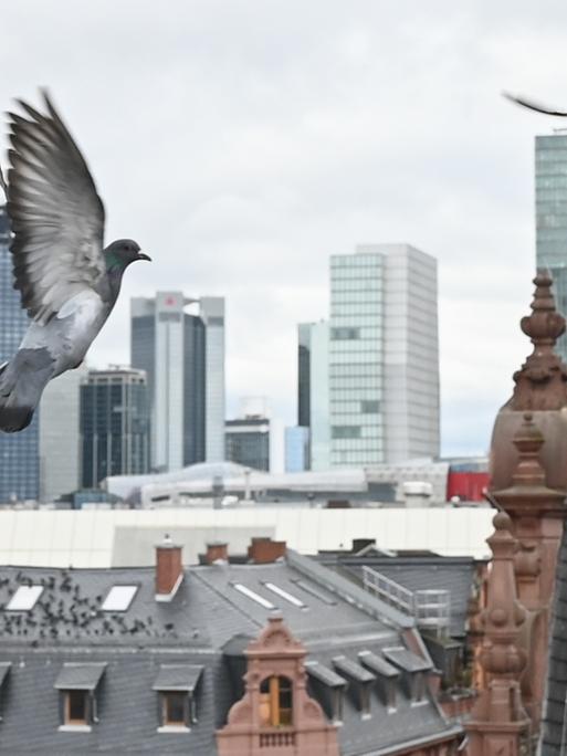 Tauben fliegen das Taubenhaus im Frankfurter Gerichtsviertel an. Im Hintergrund sieht man die Frankfurter Skyline.