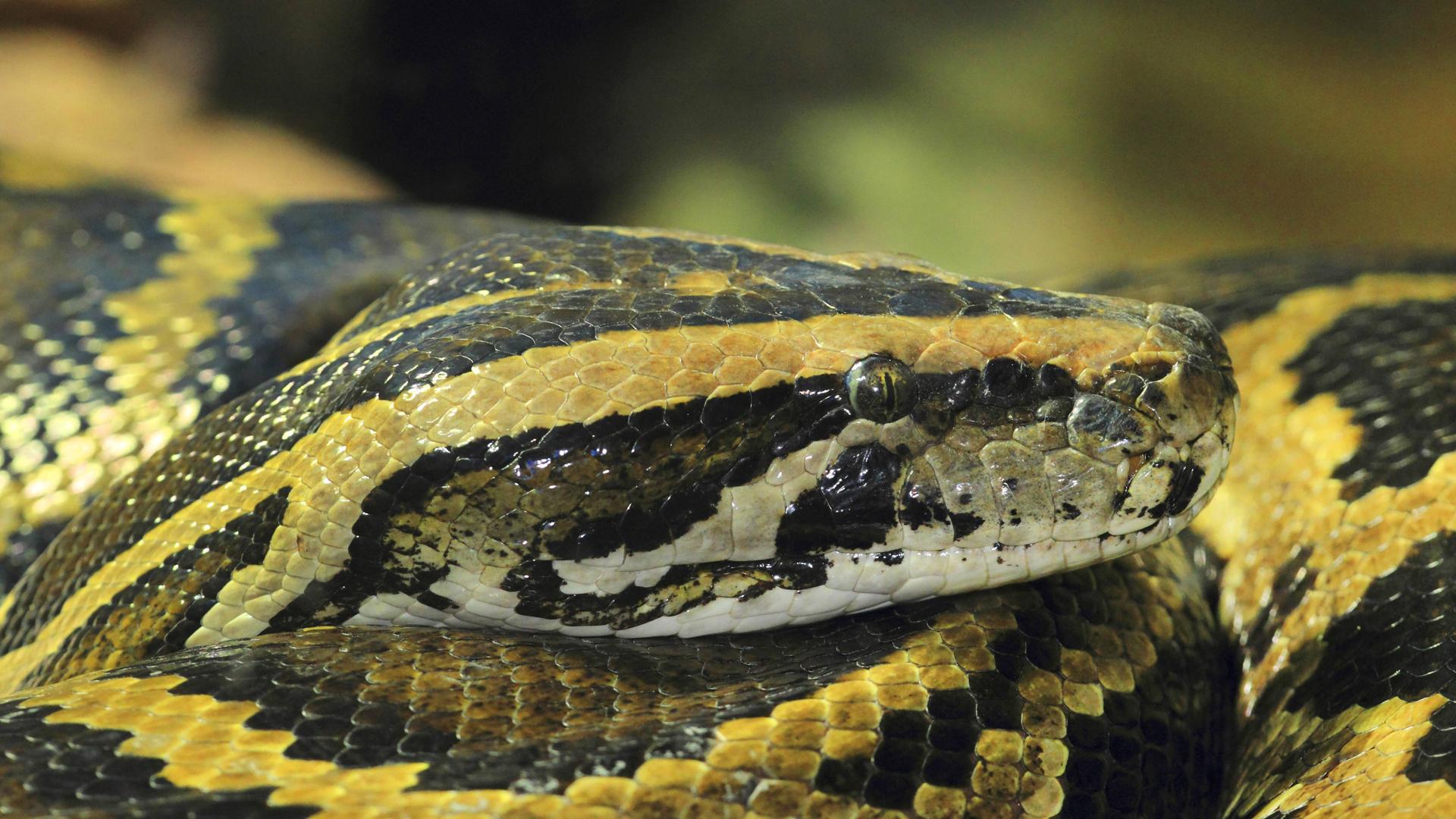 Dunkler Tigerpython. Dunkler Tigerpython.