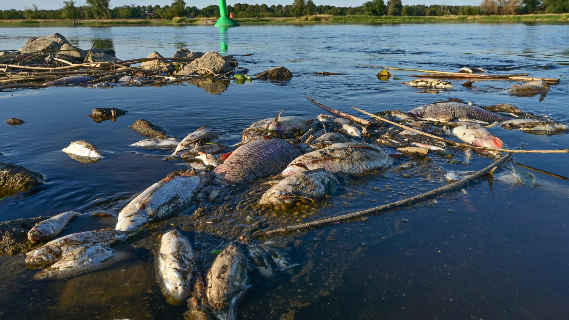 Tote Fische liegen in Ufernähe in der Oder