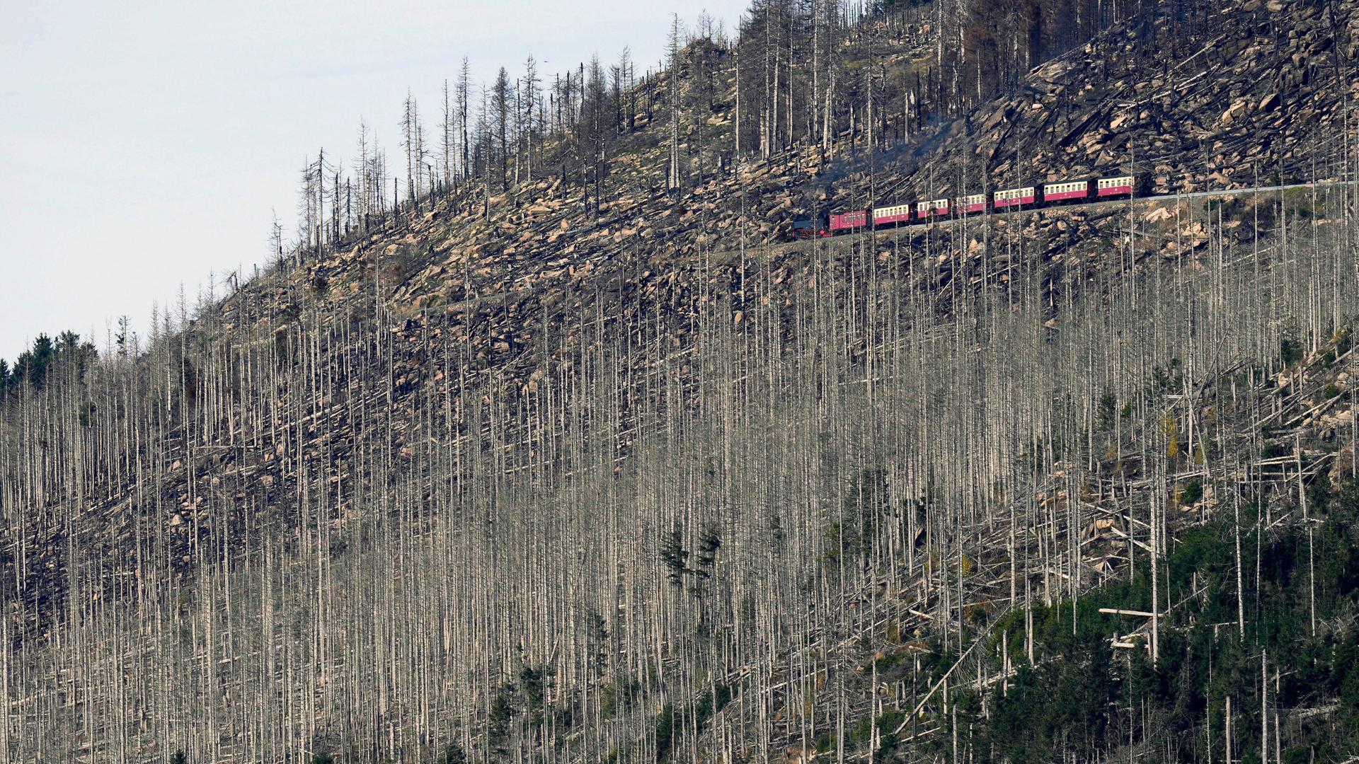 Eine Bahn fährt entlang eines Hügels durch einen größtenteils abgestorbenen Wald.