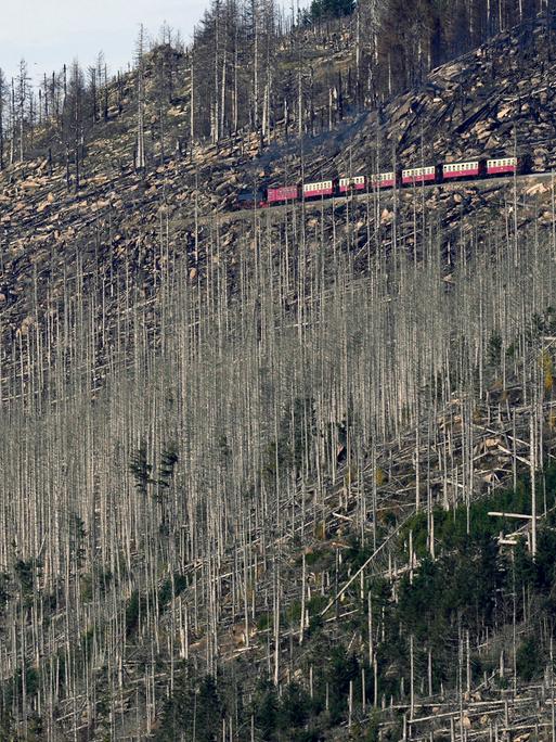 Eine Bahn fährt entlang eines Hügels durch einen größtenteils abgestorbenen Wald.