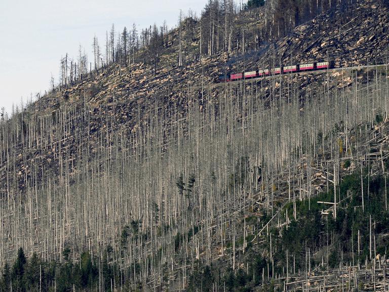 Eine Bahn fährt entlang eines Hügels durch einen größtenteils abgestorbenen Wald.