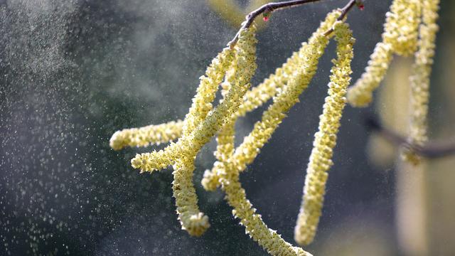 Das Bild zeigt Blüten von einem Hasel-Strauch. Der Blüten-Staub fliegt durch die Luft.