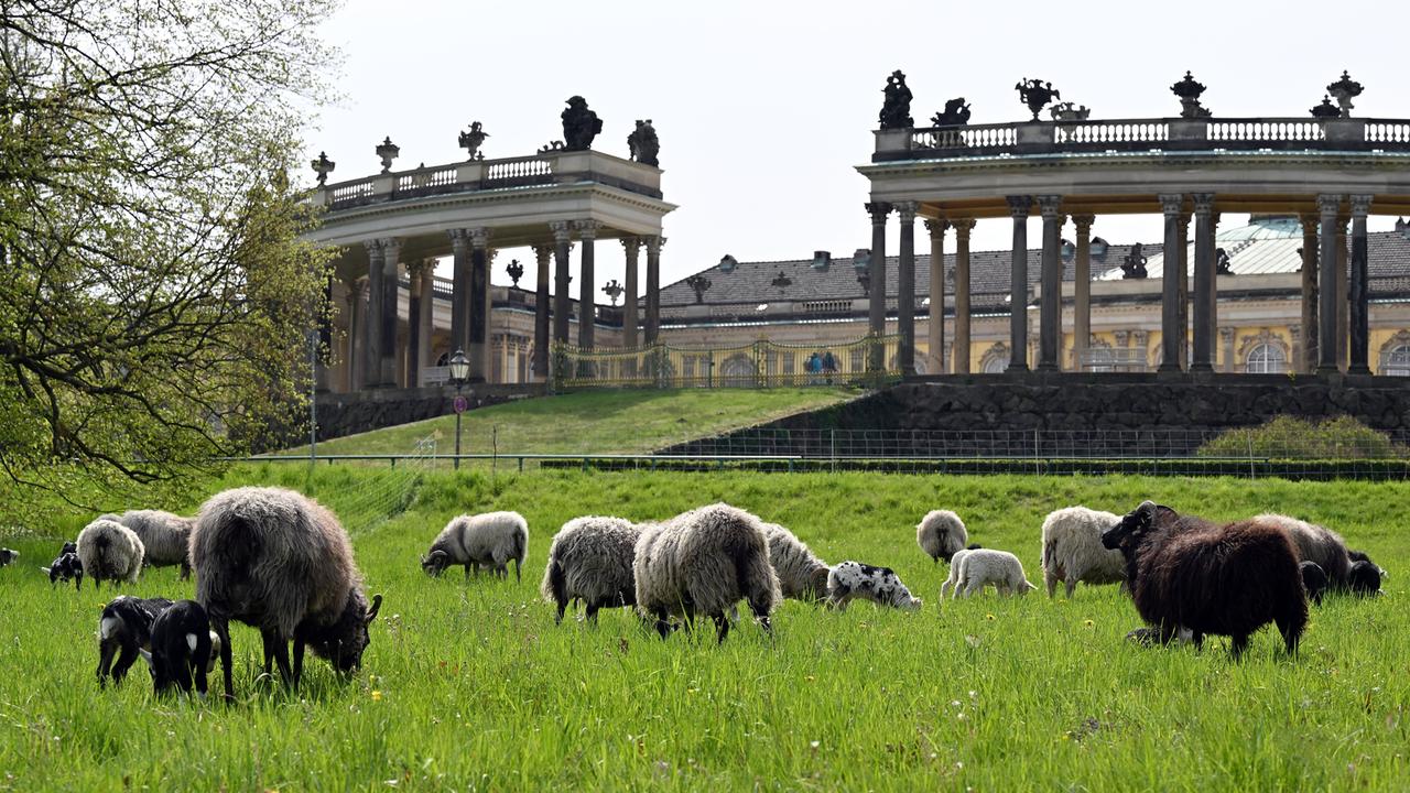 Schafe stehen auf einer Wiese nördlich des Schlosses Sanssouci, um dort zu grasen. 
