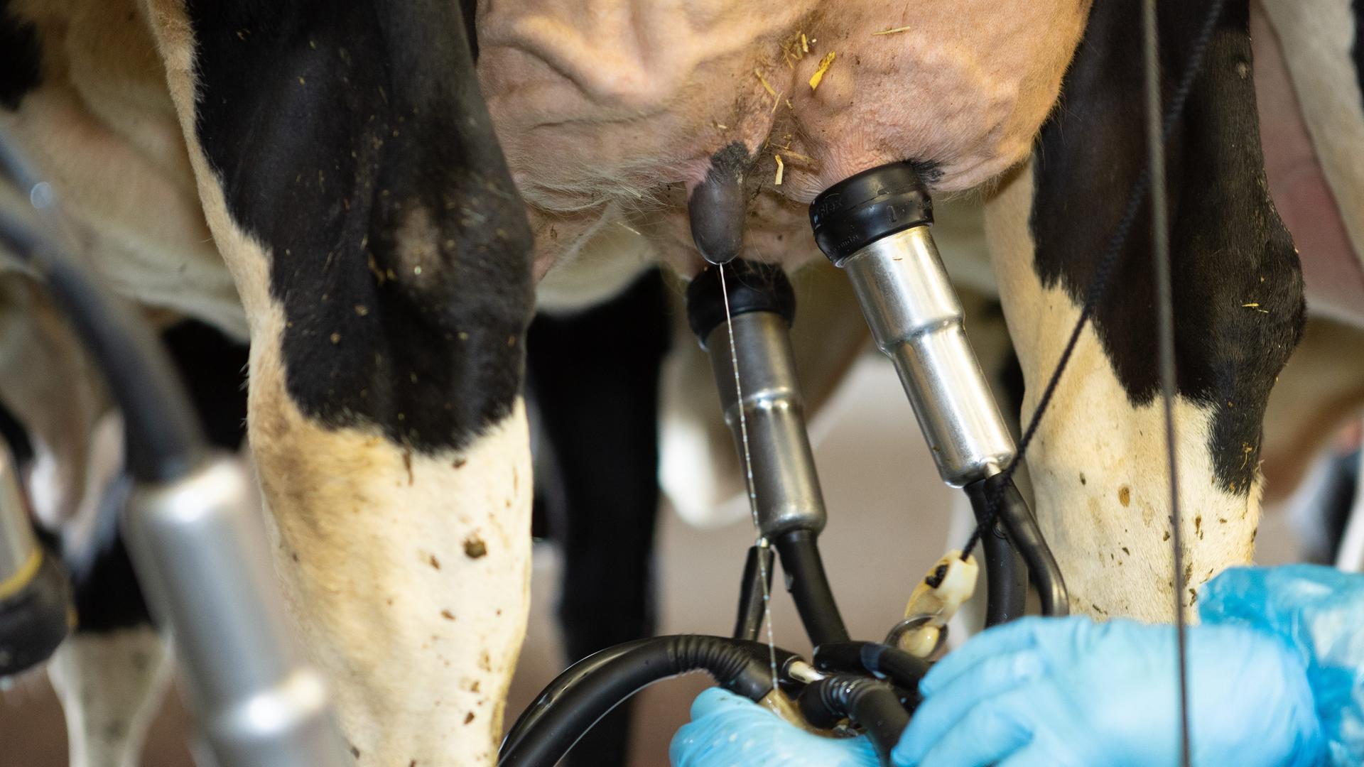 Bei einem Milchviehbetrieb stehen die Kühe in einem Melkstand, in dem die Milchkuh mit Hilfe von einem Melkgeschirr gemolken wird. 