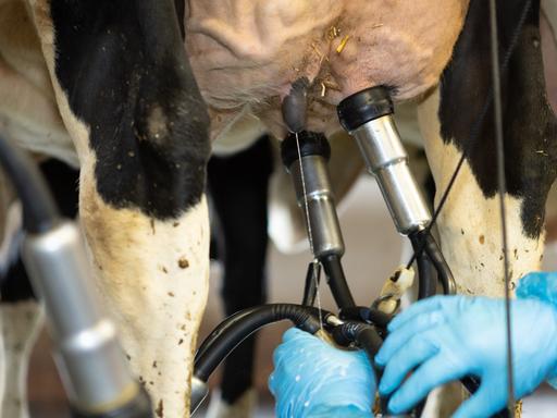 Bei einem Milchviehbetrieb stehen die Kühe in einem Melkstand, in dem die Milchkuh mit Hilfe von einem Melkgeschirr gemolken wird. 