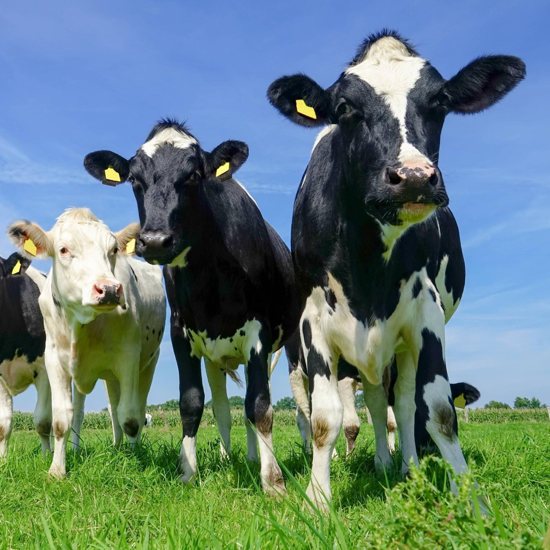 Tierseuche BSE - Torkelnde Kühe und verängstigte Verbraucher Tierseuche BSE - Torkelnde Kühe und verängstigte Verbraucher