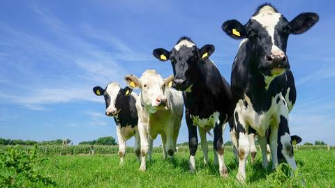 Vier schwarzbunte Rinder grasen auf einer Weide.