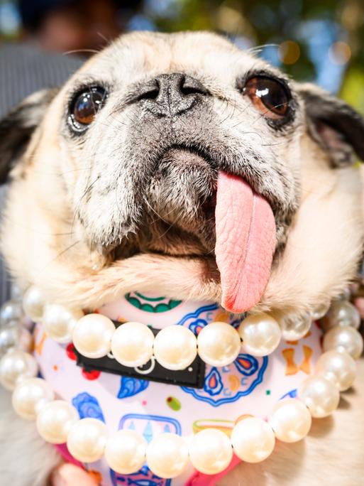 Der Mops mit hellem Fell blickt in die Kamera. Er hat eine schräg heraushängende Zunge und Glubschaugen. Um seinen Hals mit einem Tuch hängt doppelt eine Perlenkette. Der Mops mit hellem Fell blickt in die Kamera. Er hat eine schräg heraushängende Zunge und Glubschaugen. Um seinen Hals mit einem Tuch hängt doppelt eine Perlenkette.