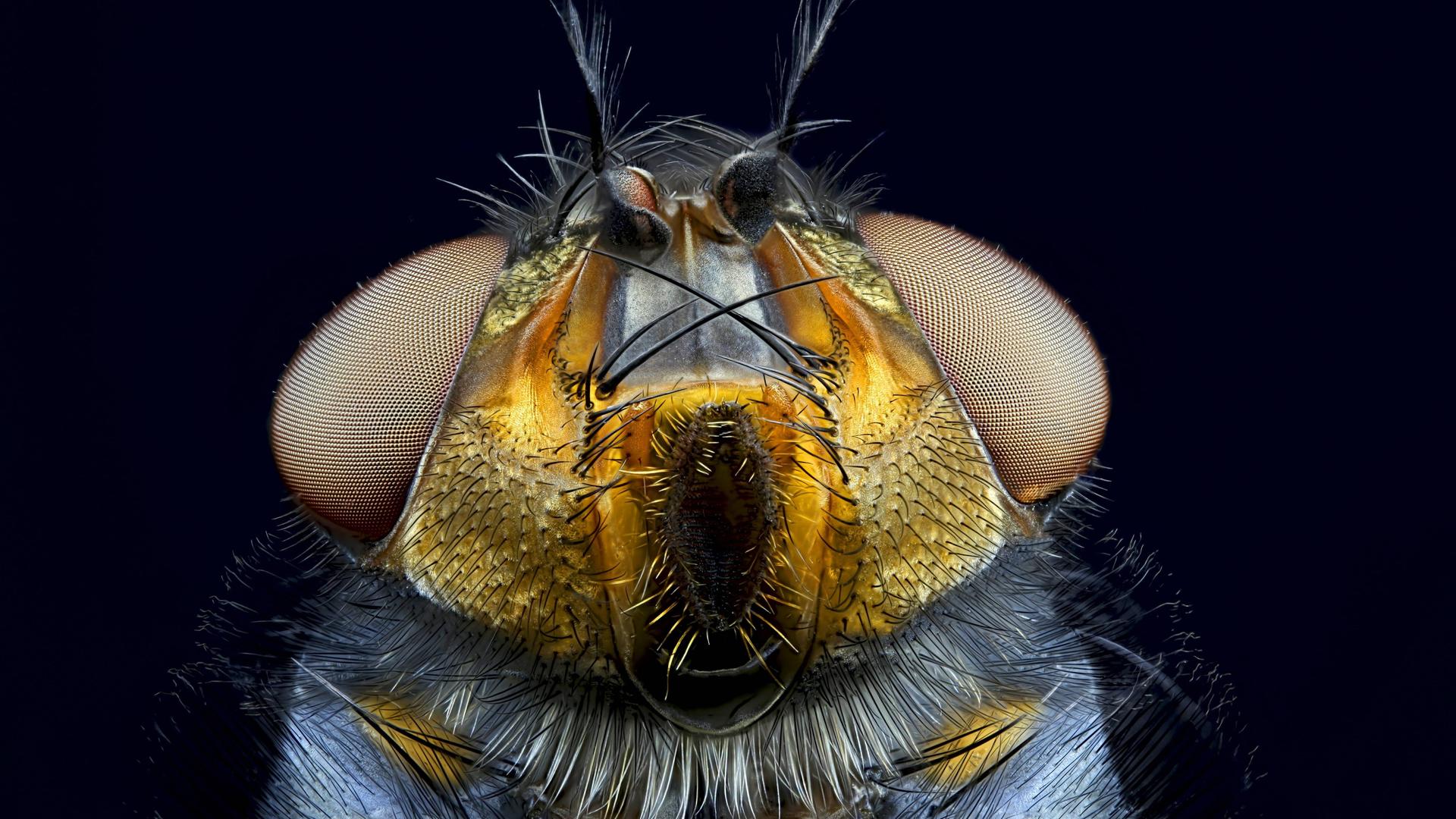 Nahaufnahme einer blauen Schmeissfliege 