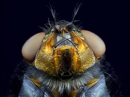 Nahaufnahme einer blauen Schmeißfliege 