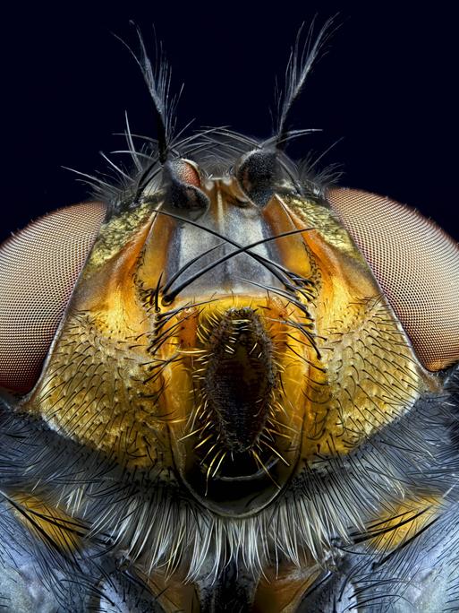 Nahaufnahme einer blauen Schmeißfliege 