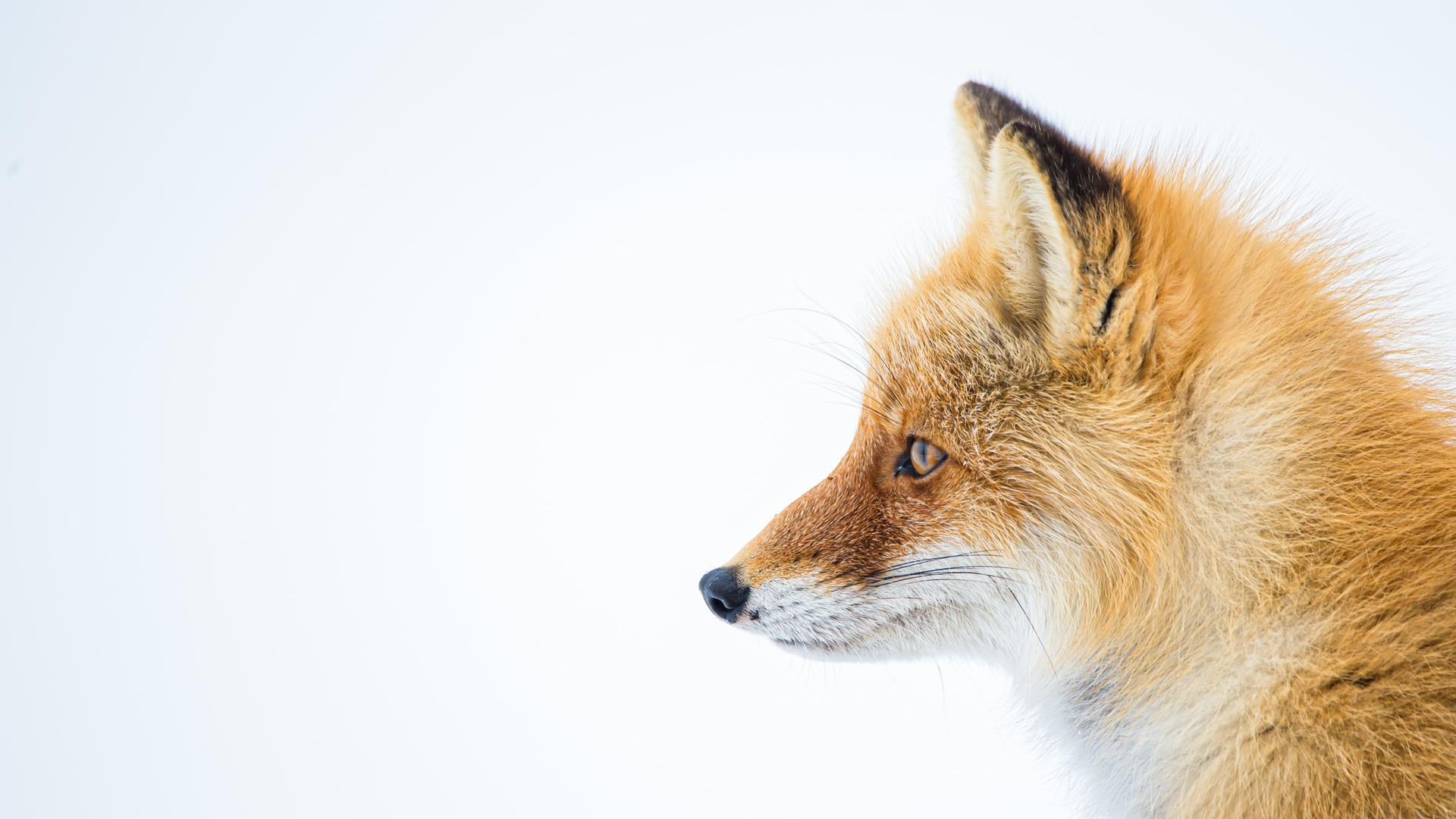 Kleiner rotbrauner Fuchs vor hellem Hintergrund