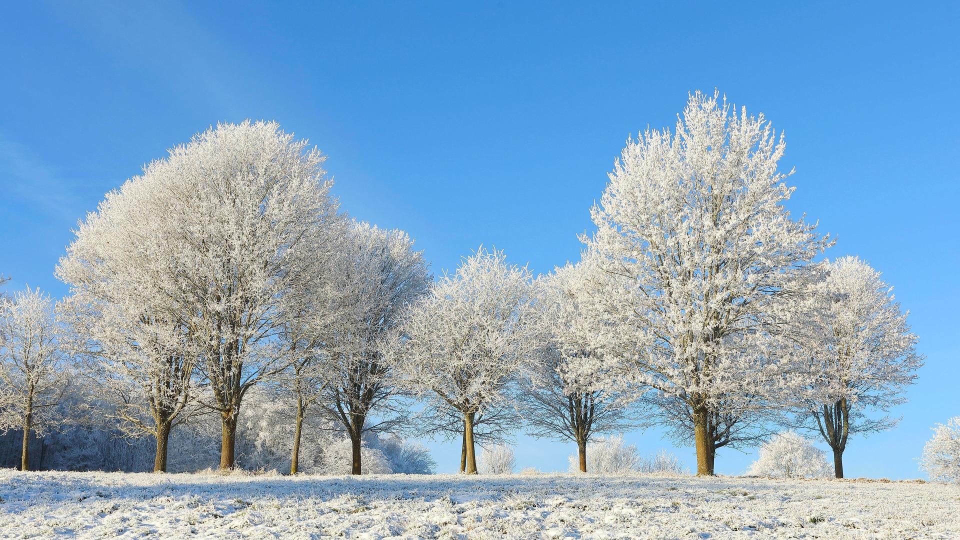 Mit Raureif überzogene Laubbäume stehen in einer Winterlandschaft.