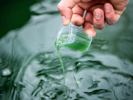 Maarten Heins, Landwirtschaftsmeister, prüft die Algenproduktion in den Becken seines Gewächshauses. Mikroalgen gelten als Superfood. Reich an Proteinen und Vitaminen, werden sie in Asien schon lange hoch geschätzt. Als Pulver im Müsli, flüssig im Smoothie oder als Spirulina-Eis findet die Alge auch in Deutschland mehr und mehr Freunde. Die Algenzüchter in Rockstedt erwarten auch in diesem Jahr eine Gesamtproduktionsmenge von rund zwei Tonnen der Mikroalge Spirulina. (zu dpa "Je grüner, desto besser: Mikroalgen gedeihen in Rockstedt")