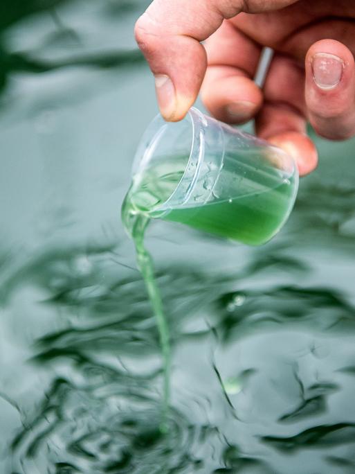 Maarten Heins, Landwirtschaftsmeister, prüft die Algenproduktion in den Becken seines Gewächshauses. Mikroalgen gelten als Superfood. Reich an Proteinen und Vitaminen, werden sie in Asien schon lange hoch geschätzt. Als Pulver im Müsli, flüssig im Smoothie oder als Spirulina-Eis findet die Alge auch in Deutschland mehr und mehr Freunde. Die Algenzüchter in Rockstedt erwarten auch in diesem Jahr eine Gesamtproduktionsmenge von rund zwei Tonnen der Mikroalge Spirulina. (zu dpa "Je grüner, desto besser: Mikroalgen gedeihen in Rockstedt")
