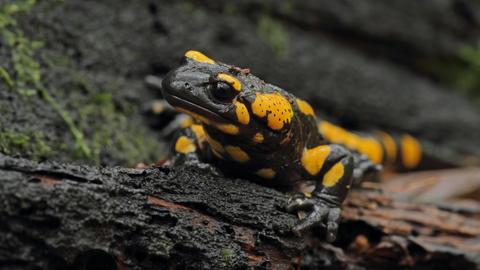 Ein Feuersalamander auf einem Baumstamm