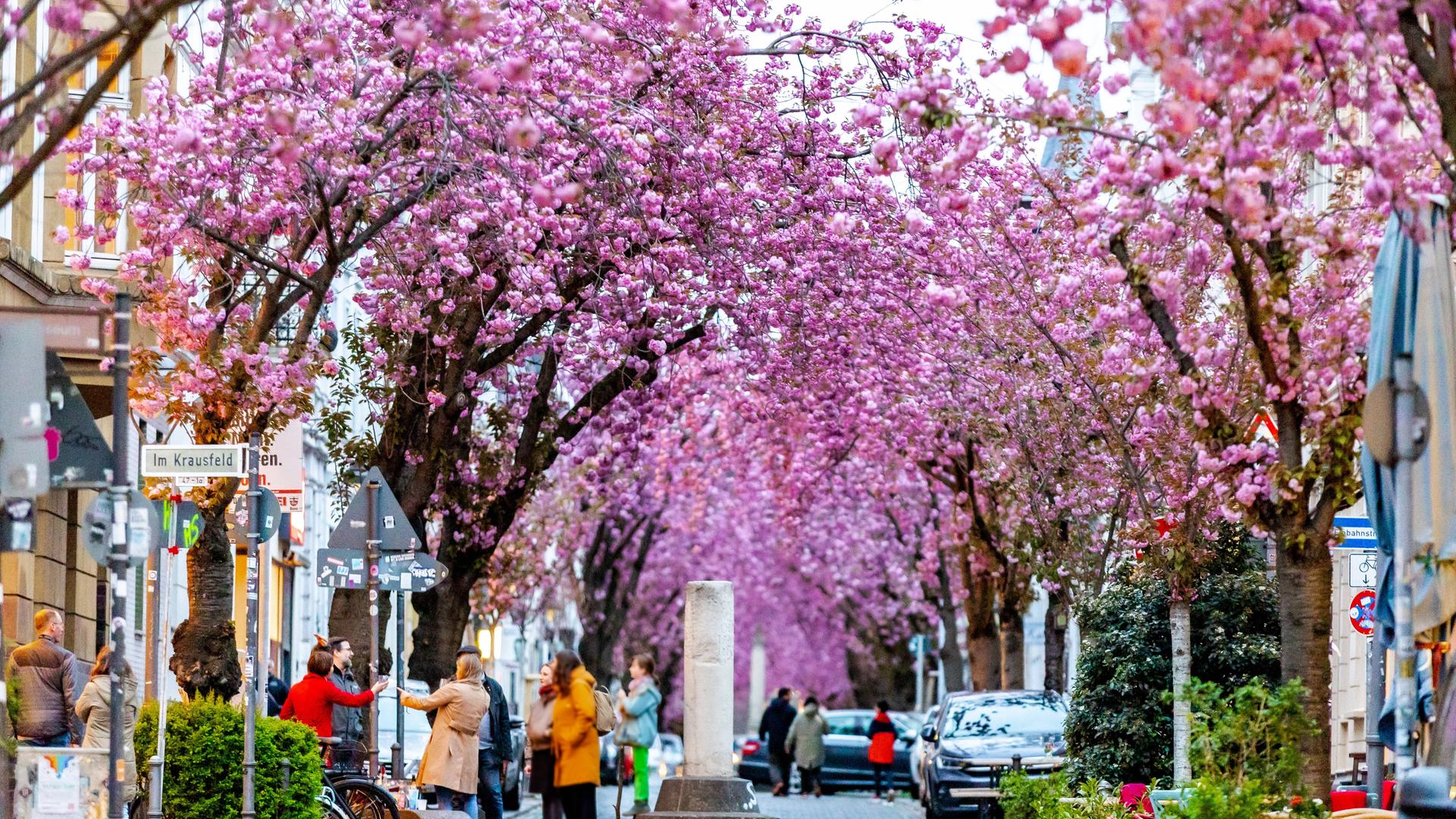 Das Foto zeigt blühende Kirschbäume in der Bonner Altstadt. 