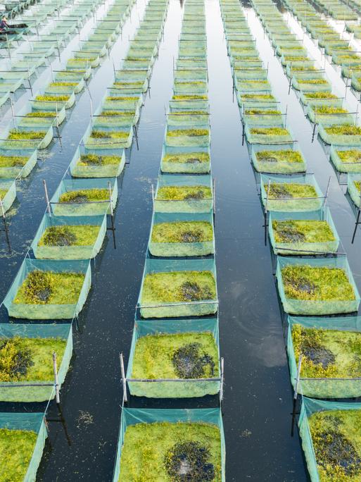 Eine Algenfarm im Meer, die Algen wachsen in abgezirkelten Quadraten in einer Reihe