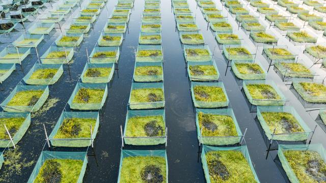 Eine Algenfarm im Meer, die Algen wachsen in abgezirkelten Quadraten in einer Reihe