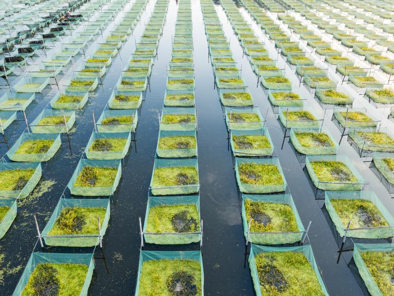 Eine Algenfarm im Meer, die Algen wachsen in abgezirkelten Quadraten in einer Reihe