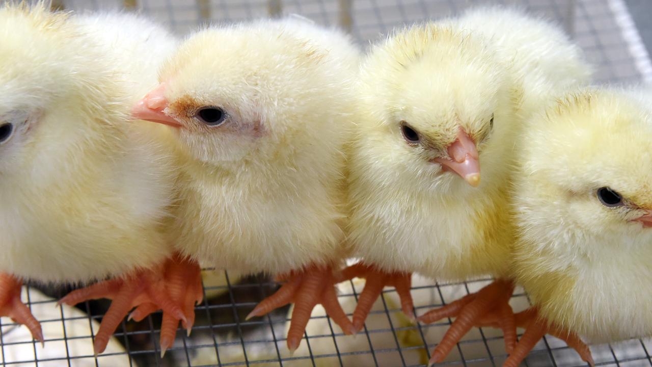 In der Mini-Brüterei sitzen vier frisch geschlüpfte Hühnerküken zusammen.