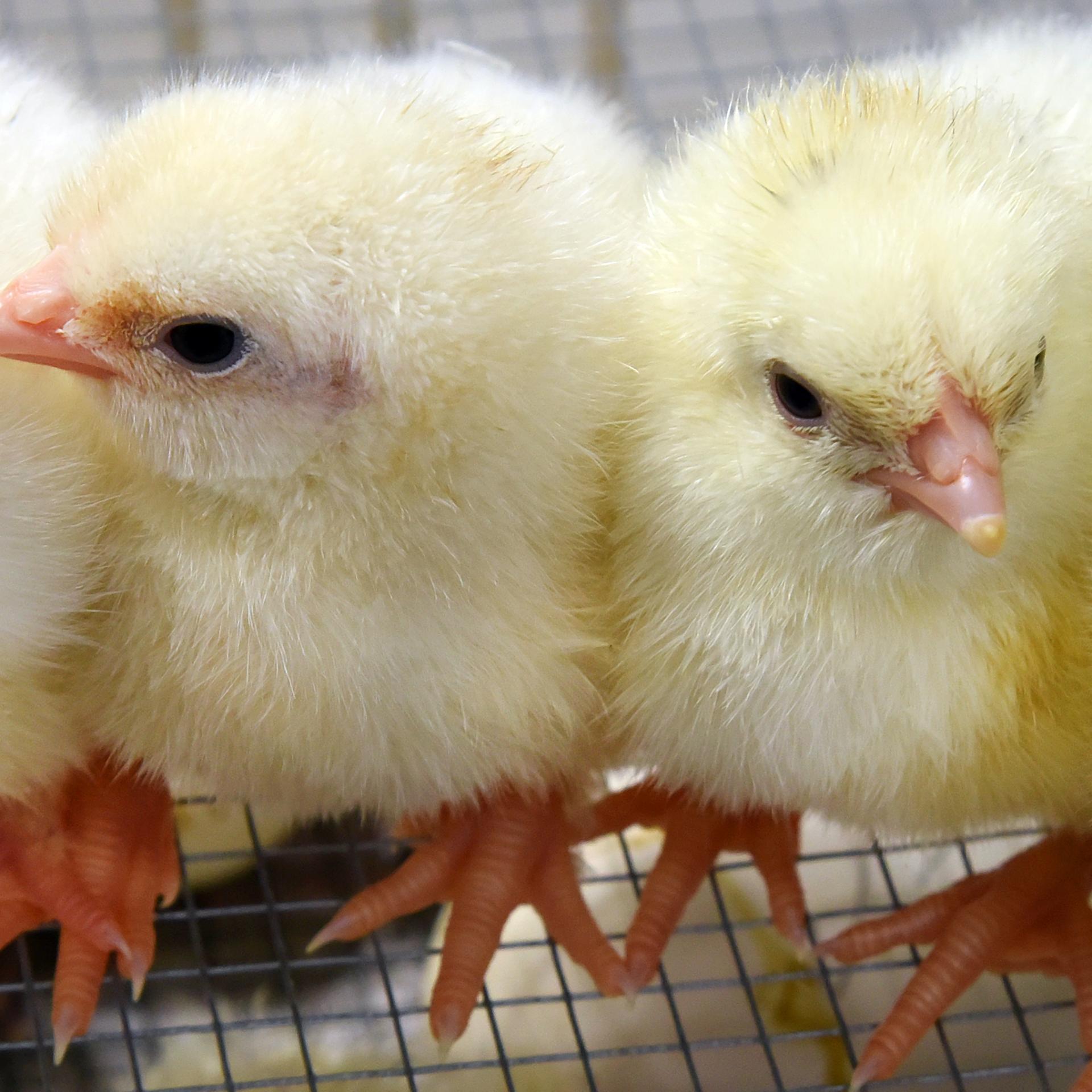 Studie - Auch Hühner genießen menschliche Zuwendung