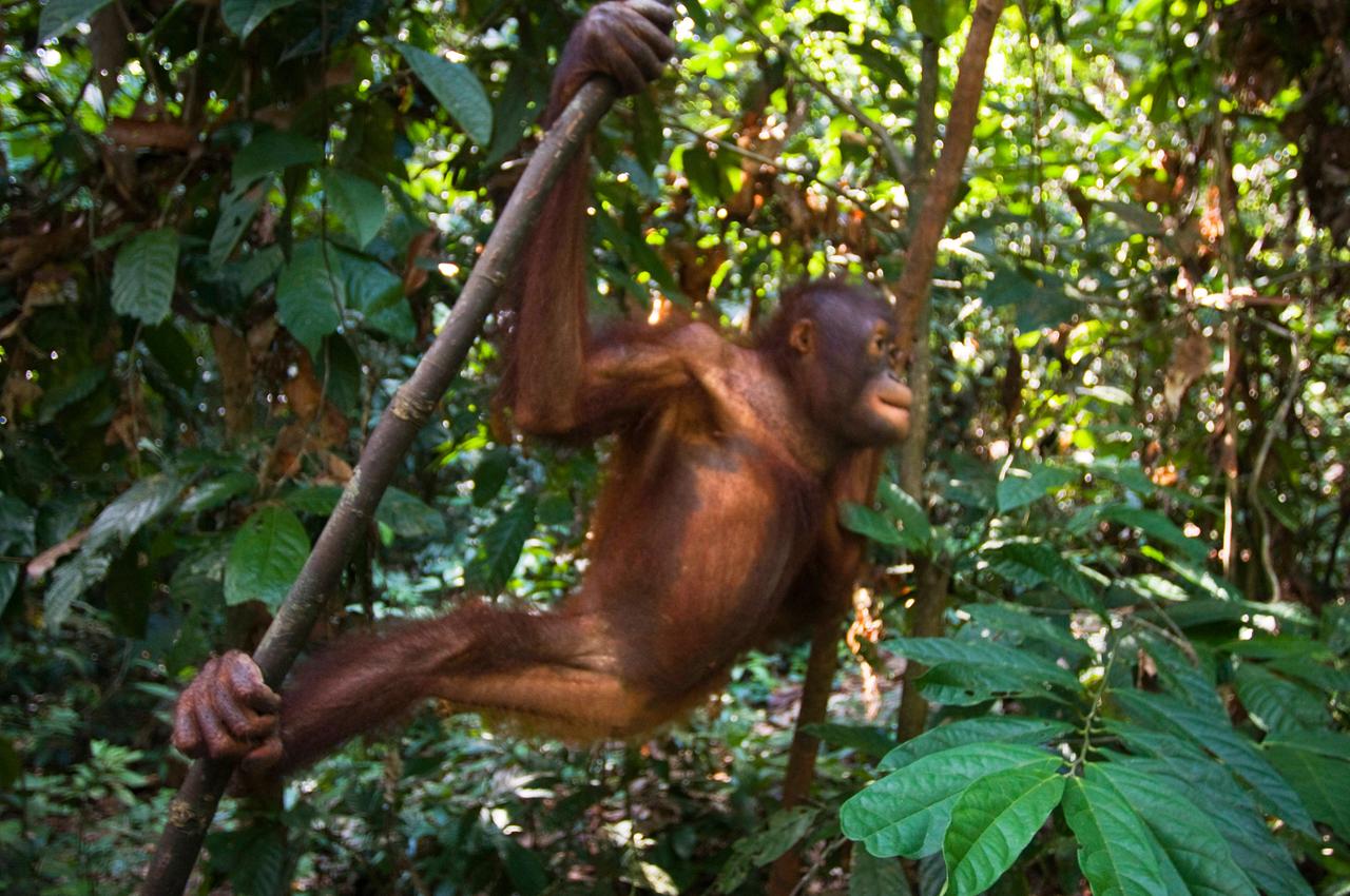 Ein Orang-Utan in einer Auffangstation auf Borneo in Malaysia. Der rot-braune Affe hängt an zwei Baumstämmen vor grünem Regenwald.