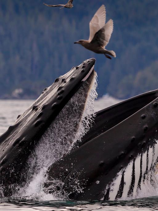 Eine Seemöwe entkommt dem riesigen zuschnappenden Maul eines Buckelwals, das aus dem Wasser emporschnellt.