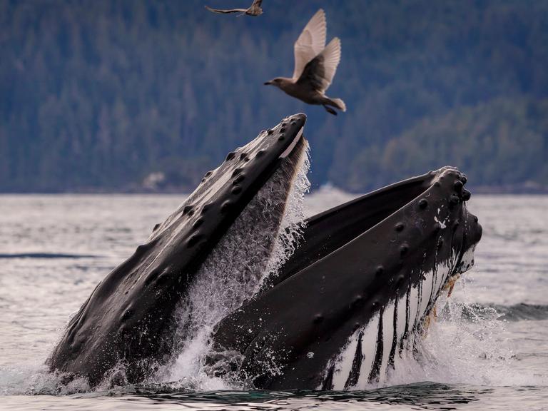 Eine Seemöwe entkommt dem riesigen zuschnappenden Maul eines Buckelwals, das aus dem Wasser emporschnellt.