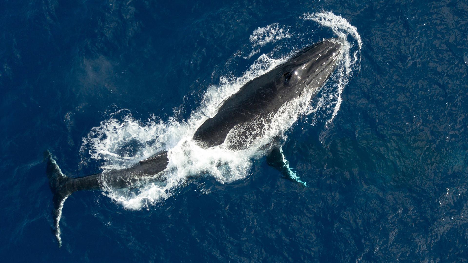 Ein ausgewachsener Buckelwal taucht aus dem tiefblauen Wasser auf.