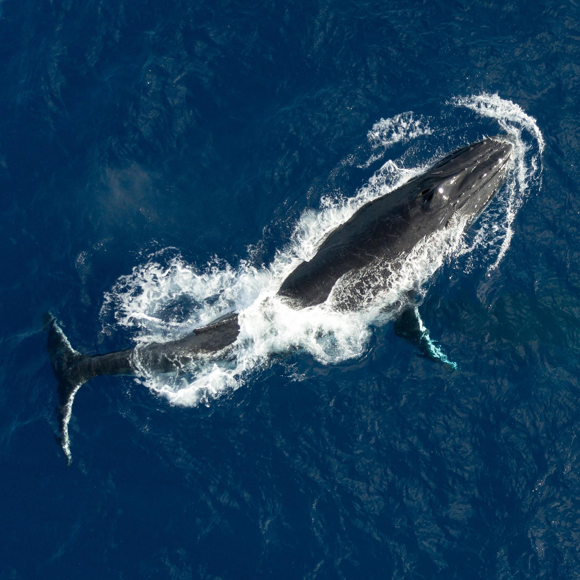Nicht nur in der Lübecker Bucht: Warum stranden immer wieder Wale?