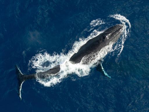Ein ausgewachsener Buckelwal taucht aus dem tiefblauen Wasser auf.