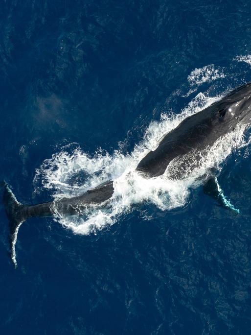 Ein ausgewachsener Buckelwal taucht aus dem tiefblauen Wasser auf.