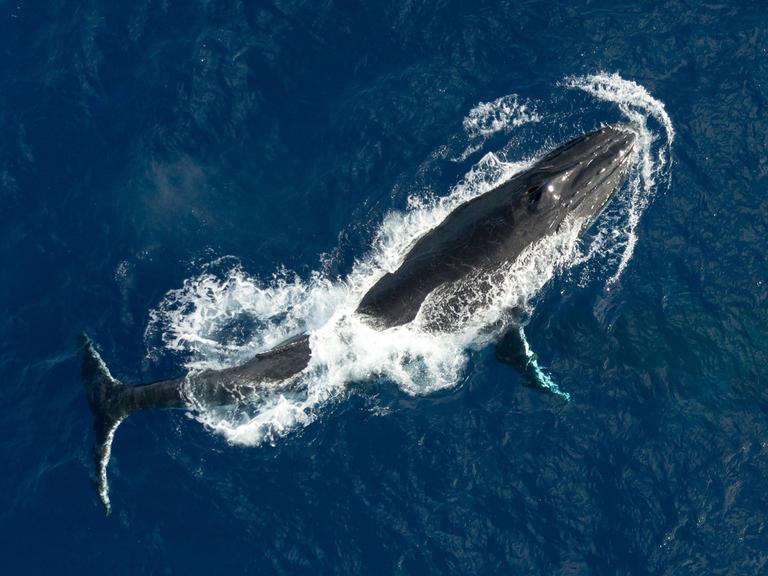 Ein ausgewachsener Buckelwal taucht aus dem tiefblauen Wasser auf.