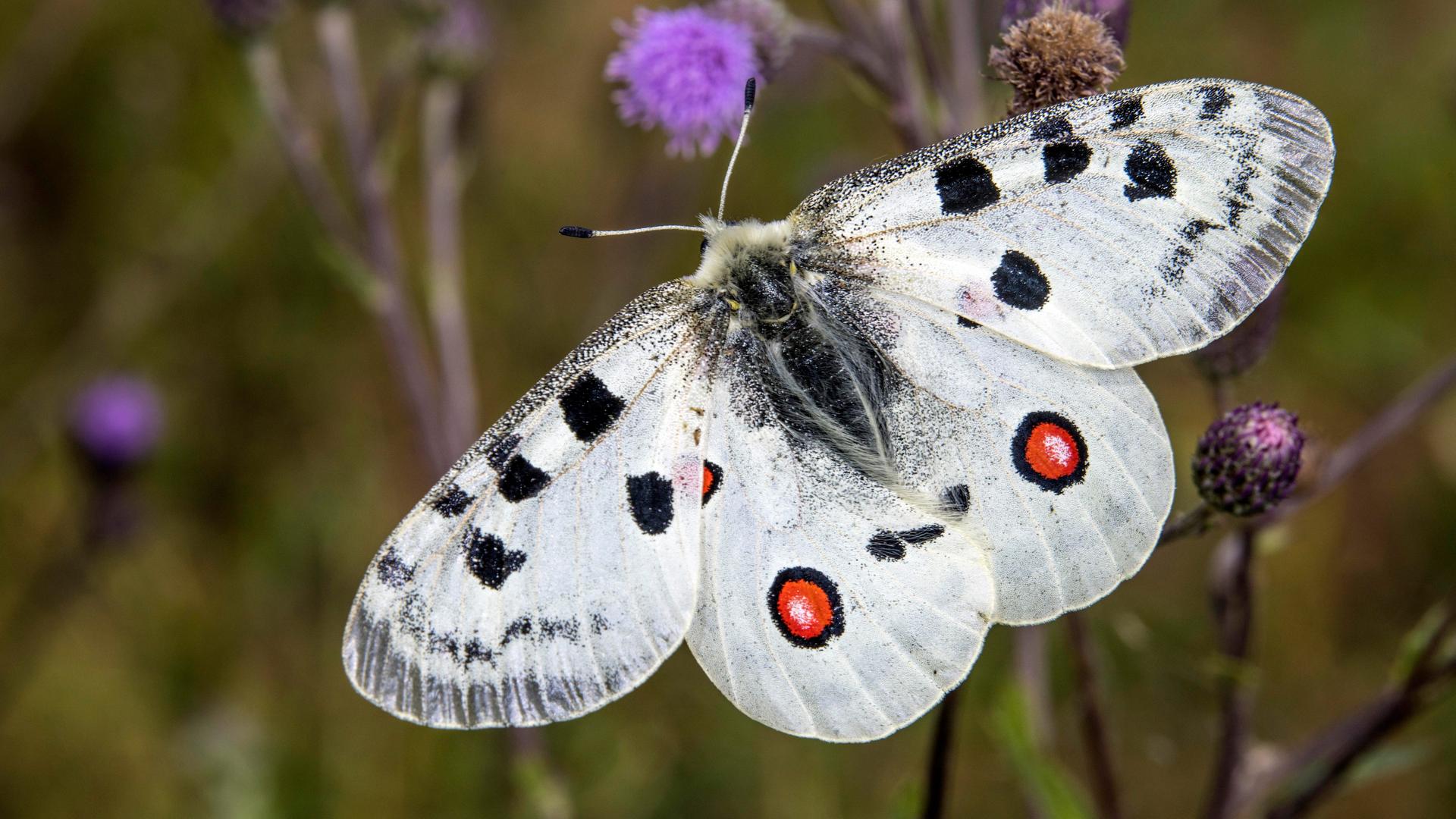 Ein weißer Schmetterling mit zwei roten Punkten auf den Flügeln sitzt auf einem Grashalm.