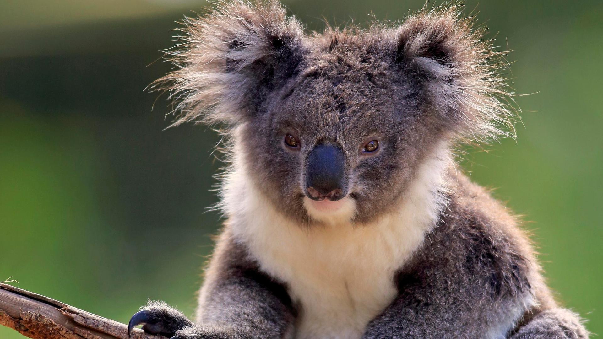 Ein Koala in Australien Ein Koala in Australien