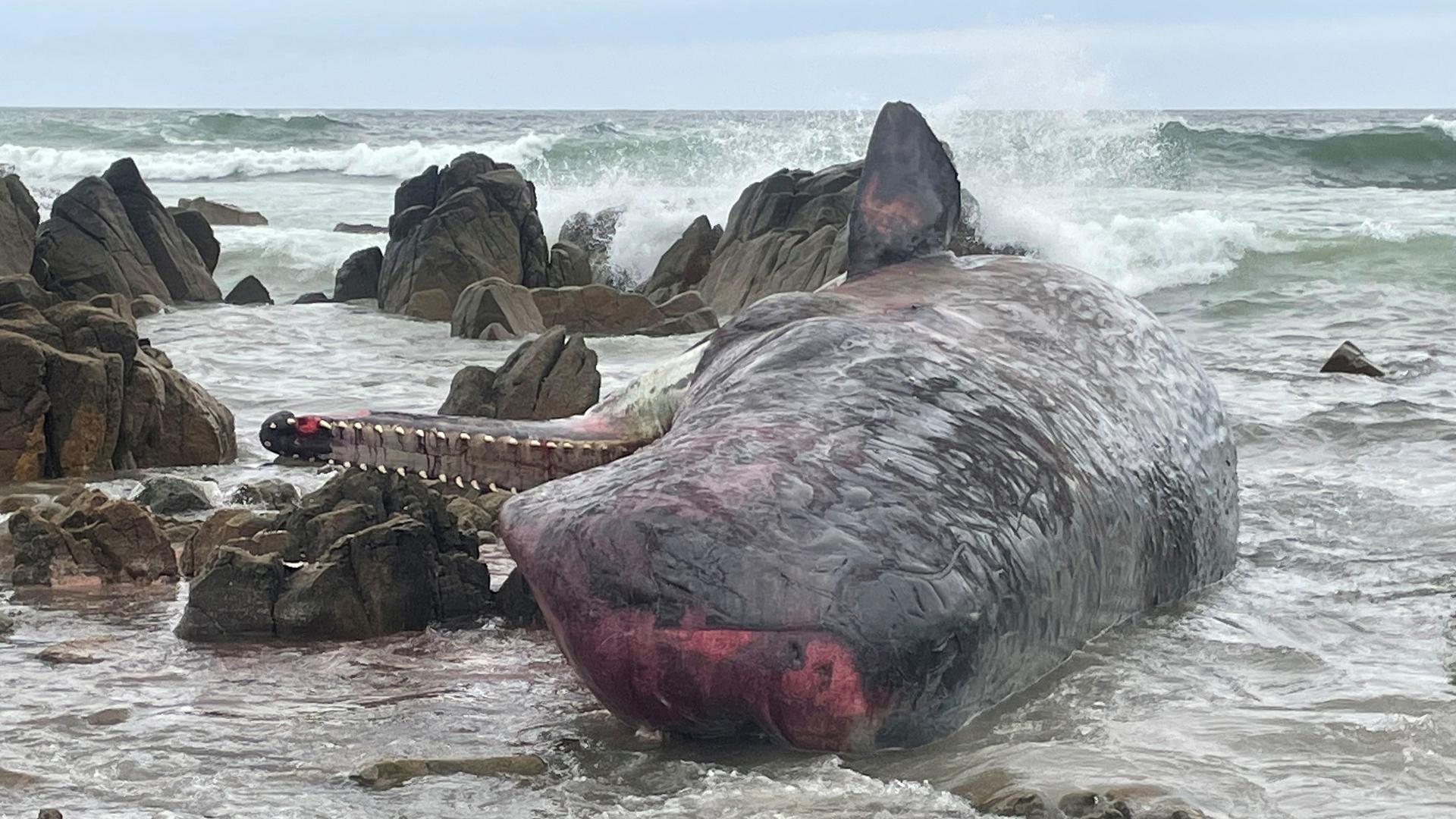 Ein Walkadaver liegt zwischen Felsen am Strand.