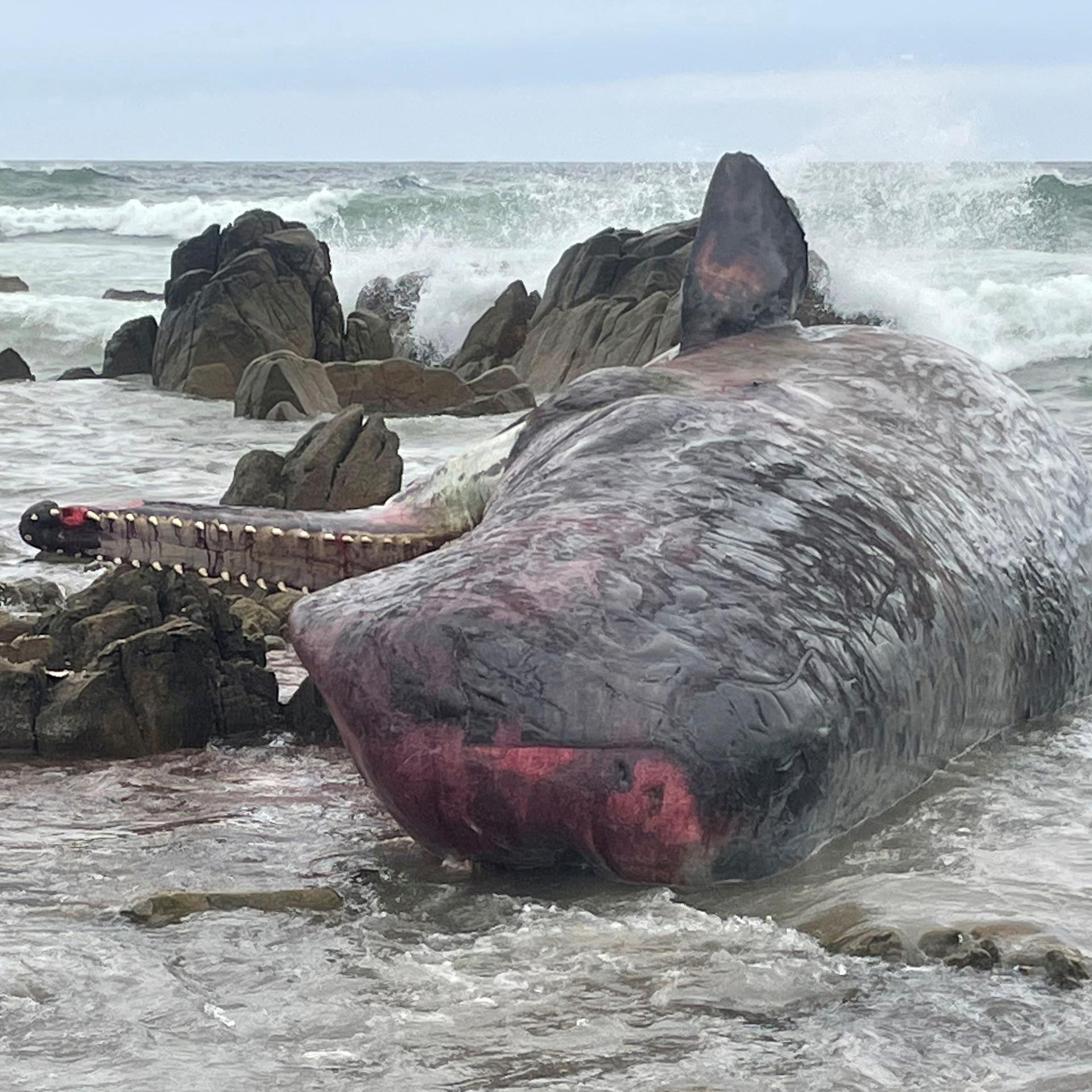Haigefahr - Australien sperrt Strände bei Sydney wegen Walkadaver