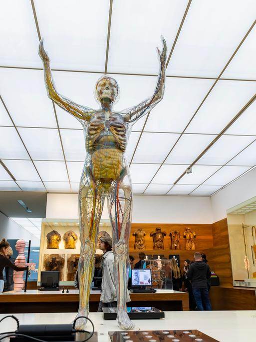 Die Gläserne Frau im Deutschen Hygiene-Museum in Dresden. 
