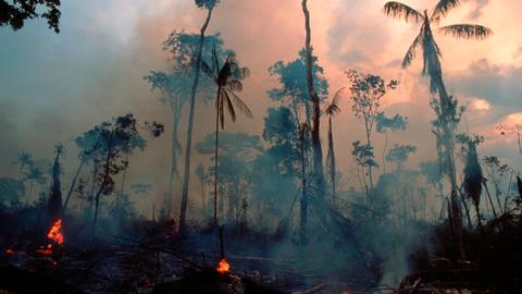 Blick in ein Stück Regenwald, welches brandgerodet wird. Es ist düster und verqualmt, einzelne Feuerstellen sind noch zu erkennen.
